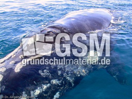 Buckelwal (19 von 57).jpg